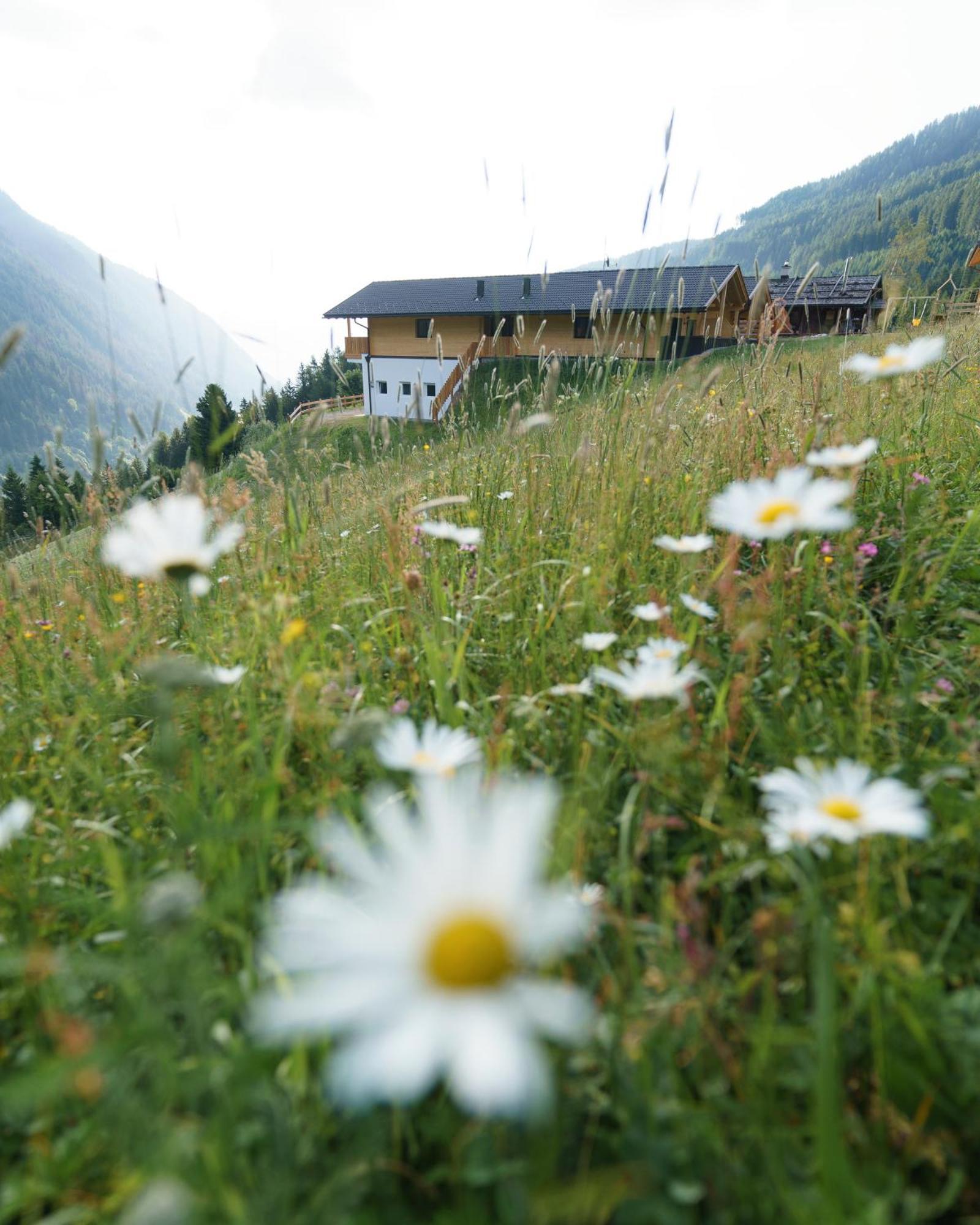 Blosegghof Bergchalets Waldblick راسيني المظهر الخارجي الصورة